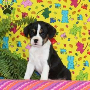 Virginia, Boston Terrier Mix Puppy